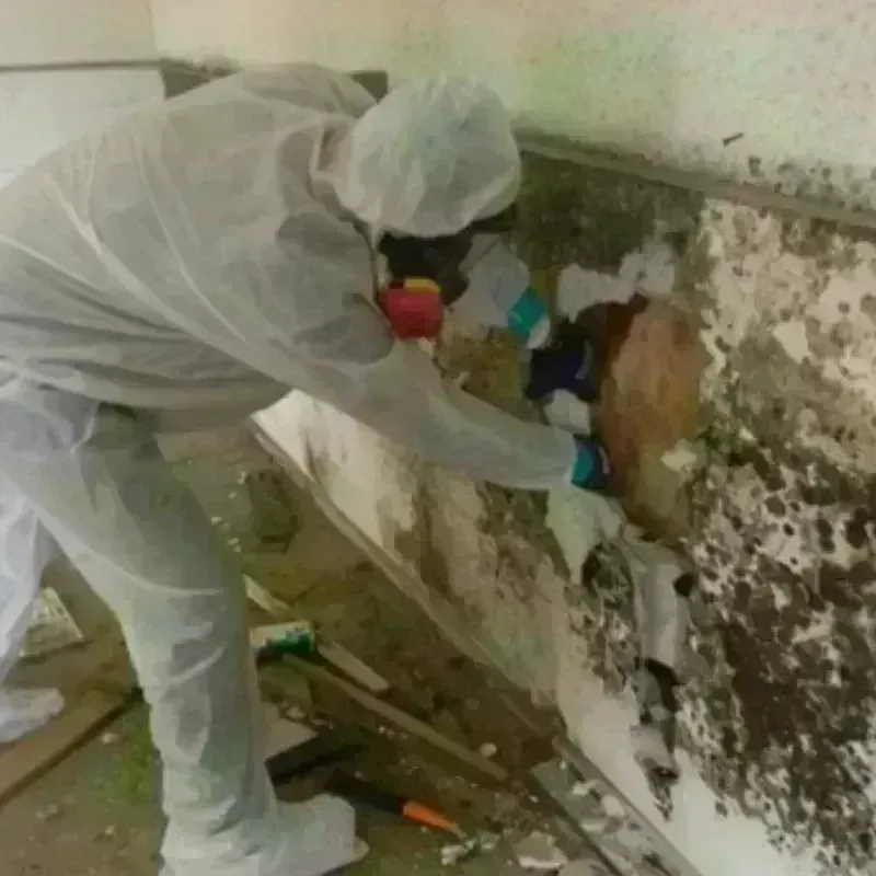 Mold Remediation and Removal in Lockeford, CA